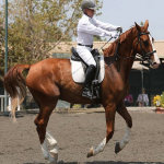 Dale Lawrence Dressage