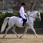 Dale Lawrence Dressage