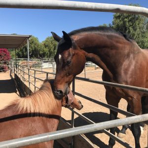 Courtship Ranch, Hollywood, horse boarding, Burbank, Sylmar, horse training, horse stable, San Fernando, riding lessons, LA