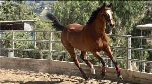 Shadow Hills horse boarding, Courtship Ranch, Lake View Terrace, Hollywood, horse boarding, Burbank, Sylmar, horse training, horse stable, San Fernando, riding lessons, LA