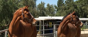 Courtship Ranch, Lake View Terrace, Hollywood, horse boarding, Burbank, Sylmar, horse training, horse stable, San Fernando, riding lessons, LA
