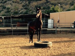 Courtship Ranch, Lake View Terrace, Hollywood, horse boarding, Burbank, Sylmar, horse training, horse stable, San Fernando, riding lessons, LA