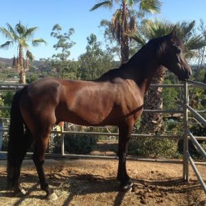 Shadow Hills horse boarding, Courtship Ranch, Lake View Terrace, Hollywood, horse boarding, Burbank, Sylmar, horse training, horse stable, San Fernando, riding lessons, LA