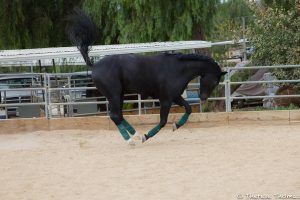 Courtship Ranch, horse boarding, Burbank, Sylmar, horse training, riding lessons, LA