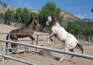 Burbank horse boarding, Courtship Ranch, horse boarding, Burbank, Sylmar, horse training, riding lessons, LA