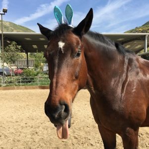 horse boarding in Sylmar LA, Courtship Ranch, horse boarding, Burbank, Sylmar, horse training, riding lessons, LA