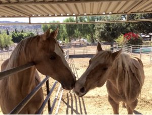 Shadow Hills horse boarding, Courtship Ranch, Hollywood, horse boarding, Burbank, Sylmar, horse training, riding lessons, LA
