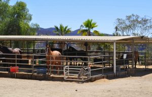 horse boarding in Los Angeles