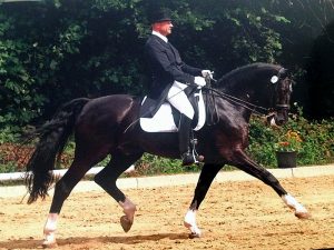 Kai-Mark Sebastian, dressage, Courtship Ranch, horse boarding, Clinic, “Riding with Intention”