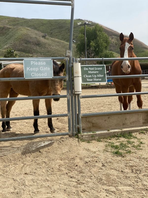 boarding stables near Los Angeles : Cortship Ranch & Stables