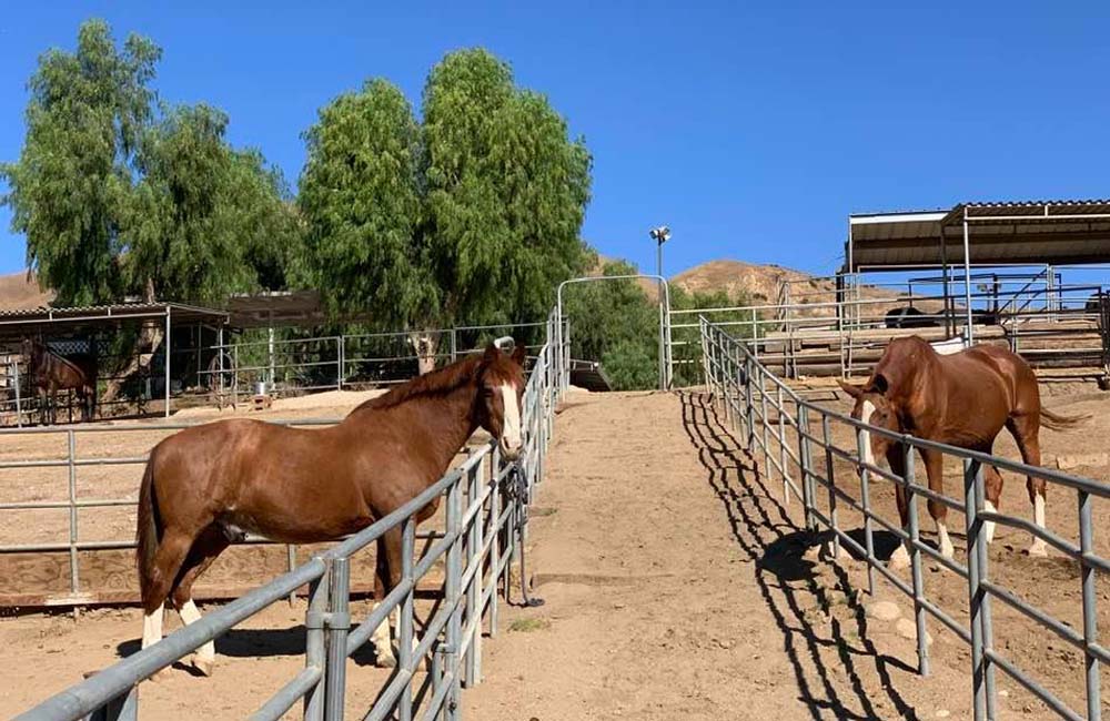 shadow hills horse boarding-363