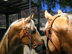 horse boarding in Los Angeles