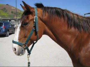 horse boarding in los angeles