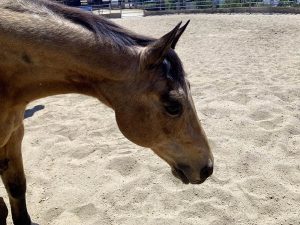 horse boarding in los angeles