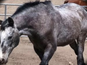 horse boarding in Los Angeles