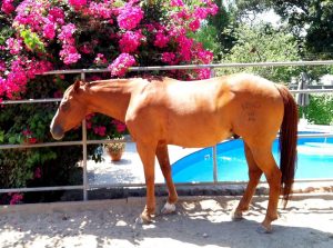 horse boarding in los angeles