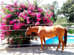 horse boarding in los angeles