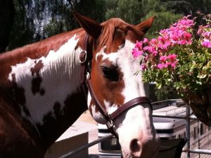 horse boarding in los angeles