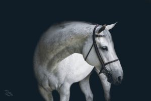 horse boarding in los angeles
