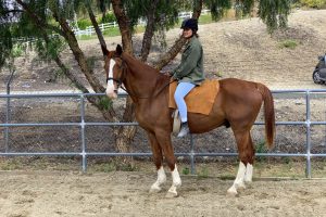 horse boarding in los angeles