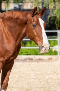 horse boarding in Los Angeles