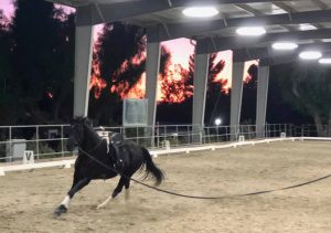 los angeles horse boarding