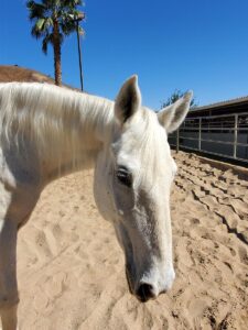 horse boarding in Los Angeles
