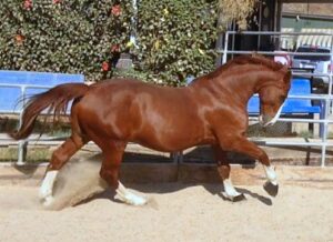 LA horse ranch