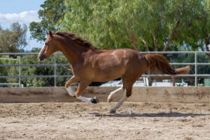horse boarding in Los Angeles