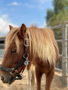 horse boarding in Los Angeles