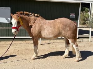 Los Angeles horse boarding