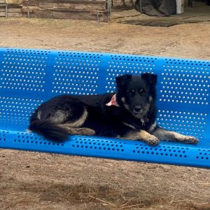 Los Angeles horse boarding