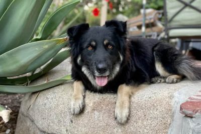 Sylmar horse boarding
